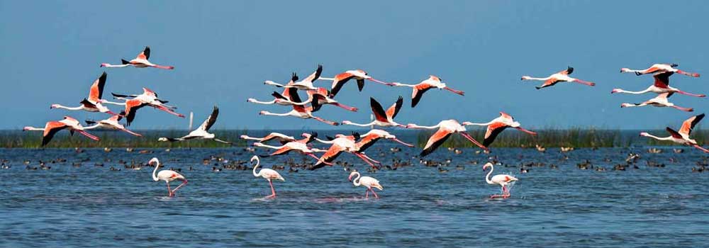 chilika lake